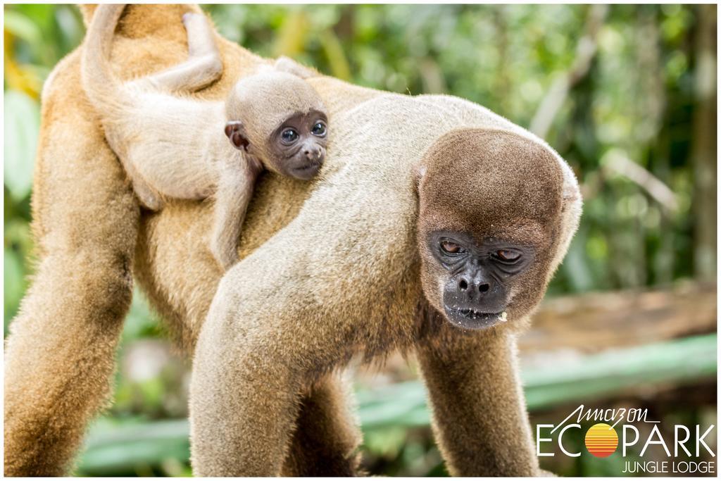 Amazon Ecopark Jungle Lodge Manaus Luaran gambar